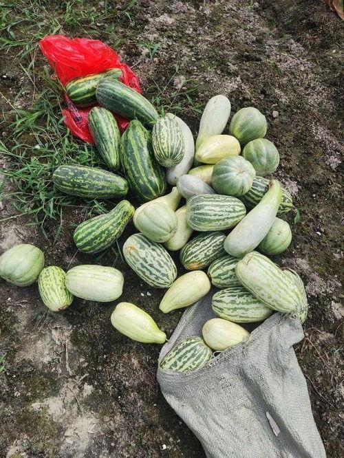 吃免费的瓜,共享甜蜜,品味生活  第3张 吃免费的瓜,共享甜蜜,品味生活  第3张