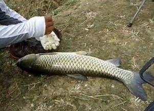 养草鱼爆料视频,养草鱼爆料视频深度解析  第2张 养草鱼爆料视频,养草鱼爆料视频深度解析  第2张