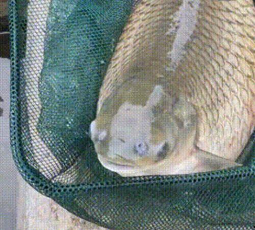 养草鱼爆料视频,养草鱼爆料视频深度解析  第3张 养草鱼爆料视频,养草鱼爆料视频深度解析  第3张