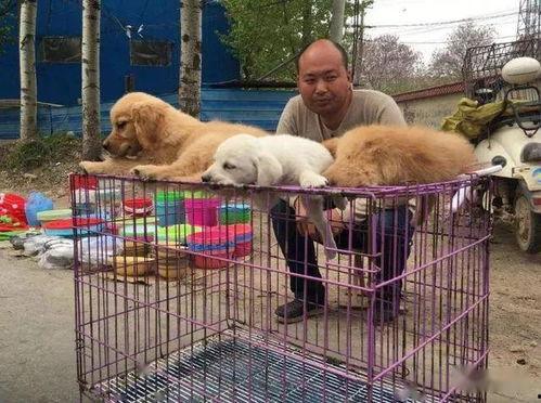 宠物大爆料视频,揭秘萌宠背后的趣味故事  第2张 宠物大爆料视频,揭秘萌宠背后的趣味故事  第2张