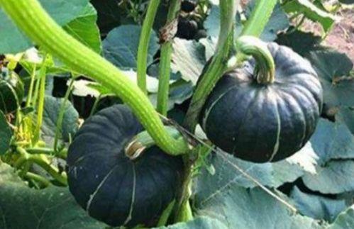 吃瓜站点网红,揭秘幕后故事与热门话题  第2张 吃瓜站点网红,揭秘幕后故事与热门话题  第2张